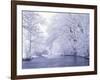 Snow Covered Branches Overhanging Beargrass Creek, Louisville, Kentucky, USA-Adam Jones-Framed Photographic Print