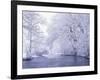 Snow Covered Branches Overhanging Beargrass Creek, Louisville, Kentucky, USA-Adam Jones-Framed Photographic Print