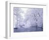 Snow Covered Branches Overhanging Beargrass Creek, Louisville, Kentucky, USA-Adam Jones-Framed Photographic Print