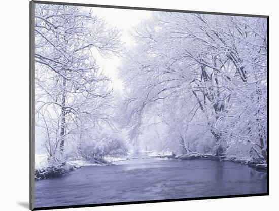 Snow Covered Branches Overhanging Beargrass Creek, Louisville, Kentucky, USA-Adam Jones-Mounted Photographic Print