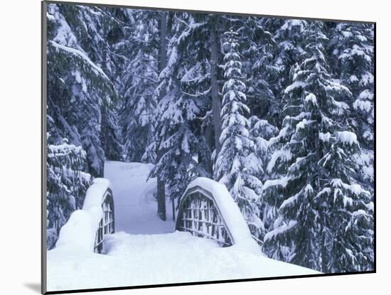 Snow-Covered Bridge and Fir Trees, Washington, USA-Merrill Images-Mounted Photographic Print