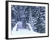 Snow-Covered Bridge and Fir Trees, Washington, USA-Merrill Images-Framed Photographic Print