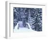 Snow-Covered Bridge and Fir Trees, Washington, USA-Merrill Images-Framed Premium Photographic Print