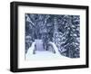 Snow-Covered Bridge and Fir Trees, Washington, USA-Merrill Images-Framed Photographic Print