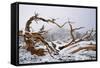 Snow Covered Bristlecone Pine on Mount Goliath-W. Perry Conway-Framed Stretched Canvas