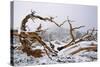 Snow Covered Bristlecone Pine on Mount Goliath-W. Perry Conway-Stretched Canvas