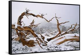 Snow Covered Bristlecone Pine on Mount Goliath-W. Perry Conway-Framed Stretched Canvas