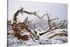 Snow Covered Bristlecone Pine on Mount Goliath-W. Perry Conway-Stretched Canvas