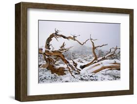 Snow Covered Bristlecone Pine on Mount Goliath-W. Perry Conway-Framed Photographic Print