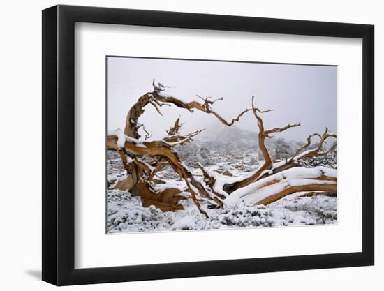 Snow Covered Bristlecone Pine on Mount Goliath-W. Perry Conway-Framed Photographic Print