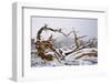 Snow Covered Bristlecone Pine on Mount Goliath-W. Perry Conway-Framed Photographic Print