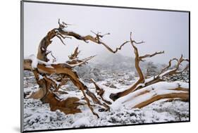 Snow Covered Bristlecone Pine on Mount Goliath-W. Perry Conway-Mounted Photographic Print