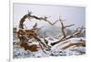Snow Covered Bristlecone Pine on Mount Goliath-W. Perry Conway-Framed Photographic Print