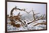 Snow Covered Bristlecone Pine on Mount Goliath-W. Perry Conway-Framed Photographic Print