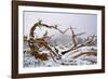 Snow Covered Bristlecone Pine on Mount Goliath-W. Perry Conway-Framed Photographic Print