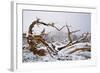 Snow Covered Bristlecone Pine on Mount Goliath-W. Perry Conway-Framed Photographic Print