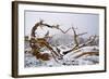 Snow Covered Bristlecone Pine on Mount Goliath-W. Perry Conway-Framed Photographic Print