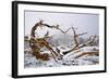 Snow Covered Bristlecone Pine on Mount Goliath-W. Perry Conway-Framed Photographic Print