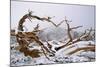 Snow Covered Bristlecone Pine on Mount Goliath-W. Perry Conway-Mounted Photographic Print