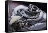 Snow covered canal mooring ropes-Natalie Tepper-Framed Stretched Canvas