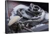 Snow covered canal mooring ropes-Natalie Tepper-Stretched Canvas