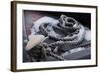 Snow covered canal mooring ropes-Natalie Tepper-Framed Photo