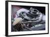 Snow covered canal mooring ropes-Natalie Tepper-Framed Photo