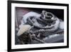 Snow covered canal mooring ropes-Natalie Tepper-Framed Photo