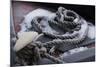 Snow covered canal mooring ropes-Natalie Tepper-Mounted Photo