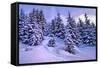 Snow Covered Conifers, Austria, Europe-Sabine Jacobs-Framed Stretched Canvas