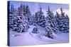 Snow Covered Conifers, Austria, Europe-Sabine Jacobs-Stretched Canvas