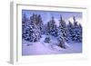 Snow Covered Conifers, Austria, Europe-Sabine Jacobs-Framed Photographic Print