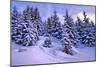 Snow Covered Conifers, Austria, Europe-Sabine Jacobs-Mounted Photographic Print