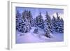 Snow Covered Conifers, Austria, Europe-Sabine Jacobs-Framed Photographic Print