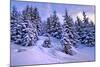 Snow Covered Conifers, Austria, Europe-Sabine Jacobs-Mounted Photographic Print