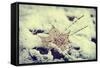 Snow Covered Decayed Maple Leaf-SHS Photography-Framed Stretched Canvas