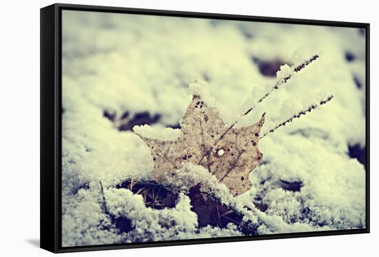 Snow Covered Decayed Maple Leaf-SHS Photography-Framed Stretched Canvas