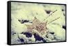 Snow Covered Decayed Maple Leaf-SHS Photography-Framed Stretched Canvas