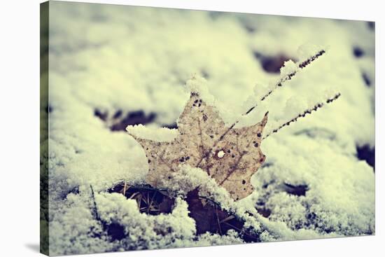 Snow Covered Decayed Maple Leaf-SHS Photography-Stretched Canvas