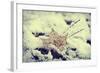 Snow Covered Decayed Maple Leaf-SHS Photography-Framed Photographic Print