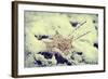 Snow Covered Decayed Maple Leaf-SHS Photography-Framed Photographic Print