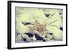 Snow Covered Decayed Maple Leaf-SHS Photography-Framed Photographic Print