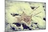 Snow Covered Decayed Maple Leaf-SHS Photography-Mounted Photographic Print