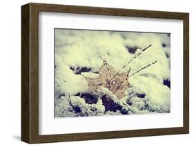 Snow Covered Decayed Maple Leaf-SHS Photography-Framed Photographic Print