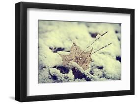Snow Covered Decayed Maple Leaf-SHS Photography-Framed Photographic Print