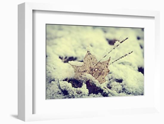 Snow Covered Decayed Maple Leaf-SHS Photography-Framed Photographic Print