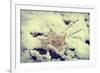 Snow Covered Decayed Maple Leaf-SHS Photography-Framed Photographic Print