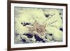 Snow Covered Decayed Maple Leaf-SHS Photography-Framed Photographic Print