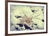 Snow Covered Decayed Maple Leaf-SHS Photography-Framed Photographic Print