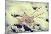 Snow Covered Decayed Maple Leaf-SHS Photography-Mounted Photographic Print
